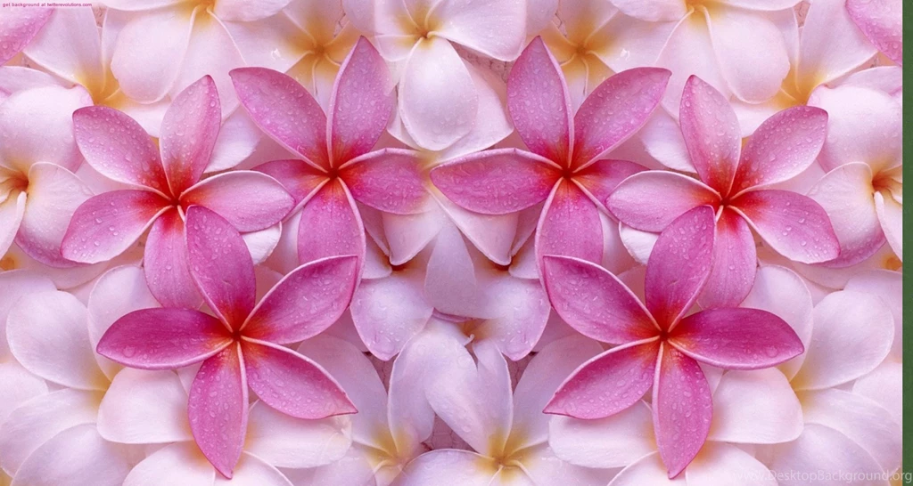 Download Texture: Texture, Flowers, Flower Background, Flower Texture