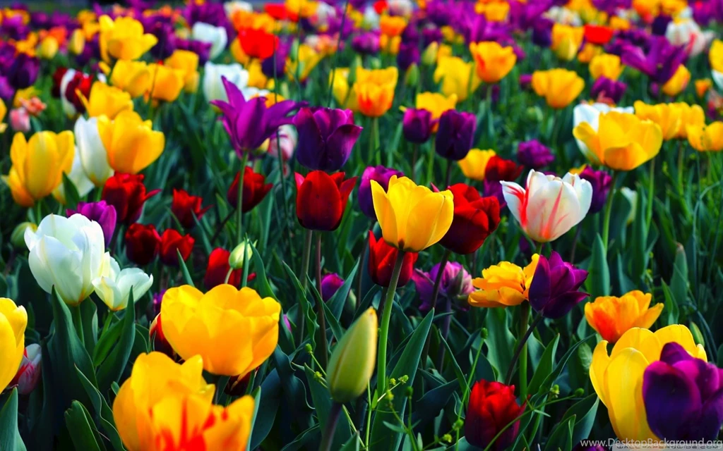 Spring Wallpapers HD Free Download