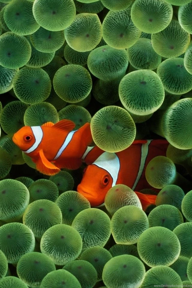Apple Clown Fish