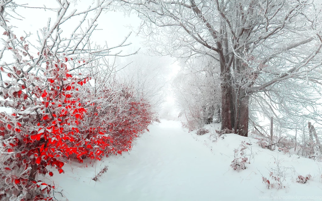 Sapporo Winter Scene   HD Wallpapers Widescreen   2880x1800