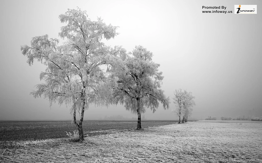 Winter Trees HD Photo 74 Of 259