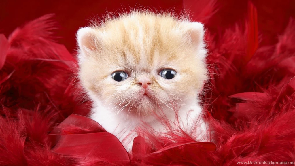 Download wallpapers of baby cat for free 670.jpeg
