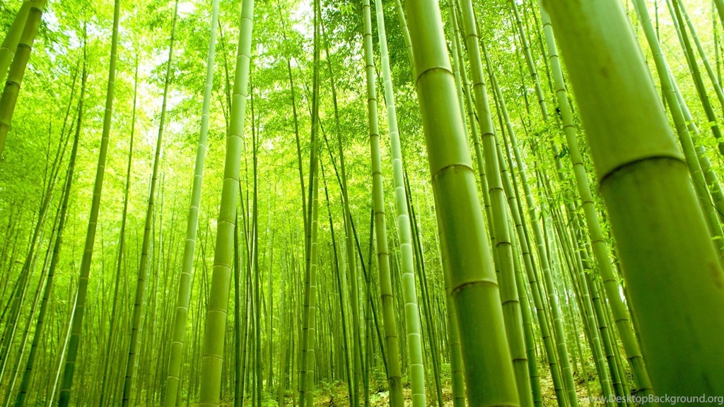 Green Bamboo In Forest