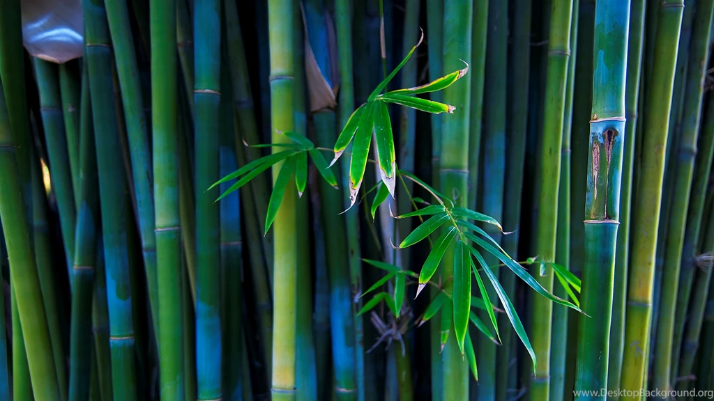 Bamboo Wallpapers Hd For Windows 7