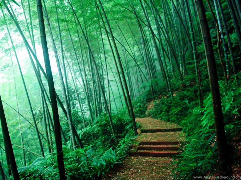 Bamboo Forest Wallpaper Images Uncalke.com