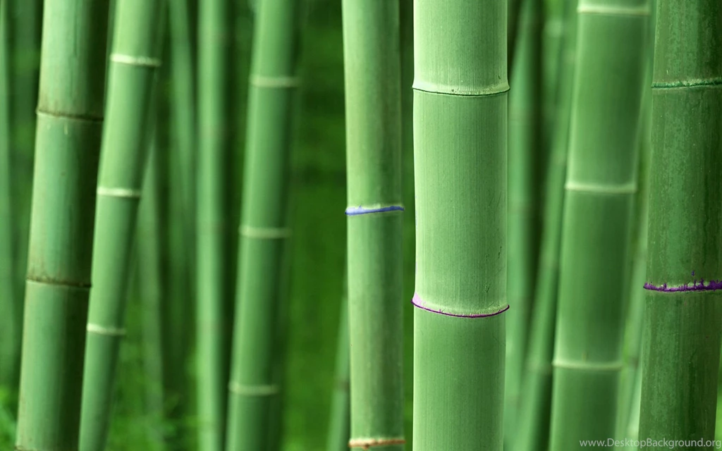 Bamboo Computer Wallpapers, Desktop Backgrounds