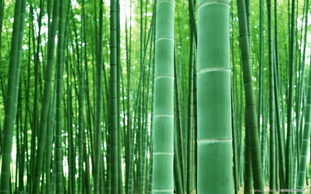 Bamboo Forest Wallpapers High Definition For Desktop Uncalke.com