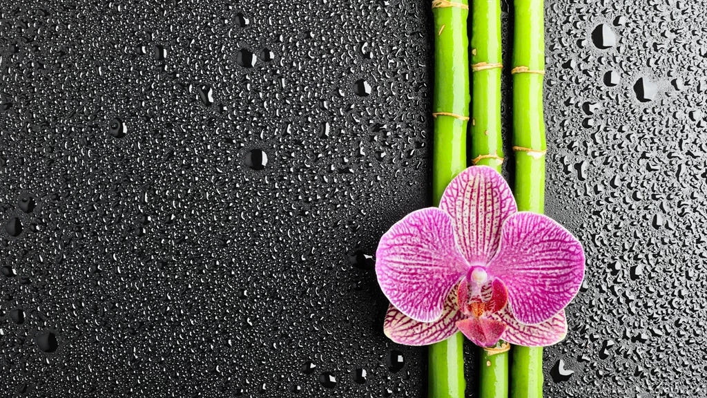 Flowers, Water Drops, Bamboo, Orchids Wallpapers HD / Desktop And ...