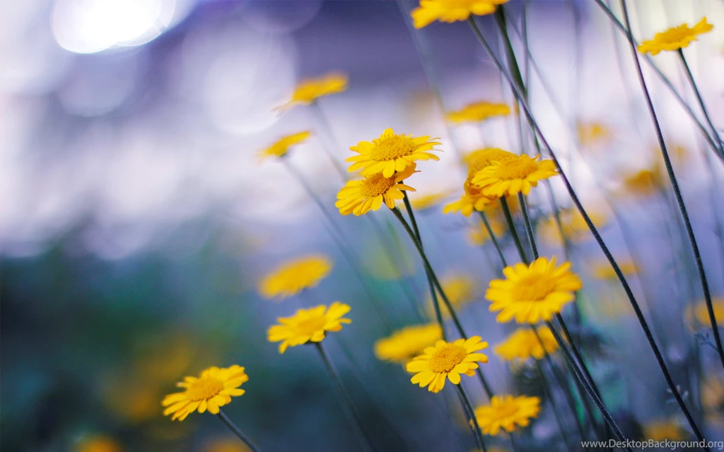 Yellow Camomille Flowers HD Wallpapers