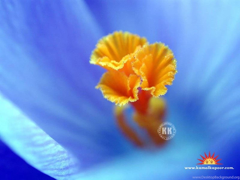 Flowers Wallpapers, Flowers Images, Free Flowers Desktop ...