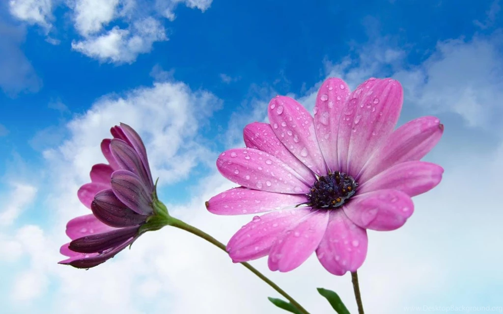 Beautiful Flowers Wallpapers