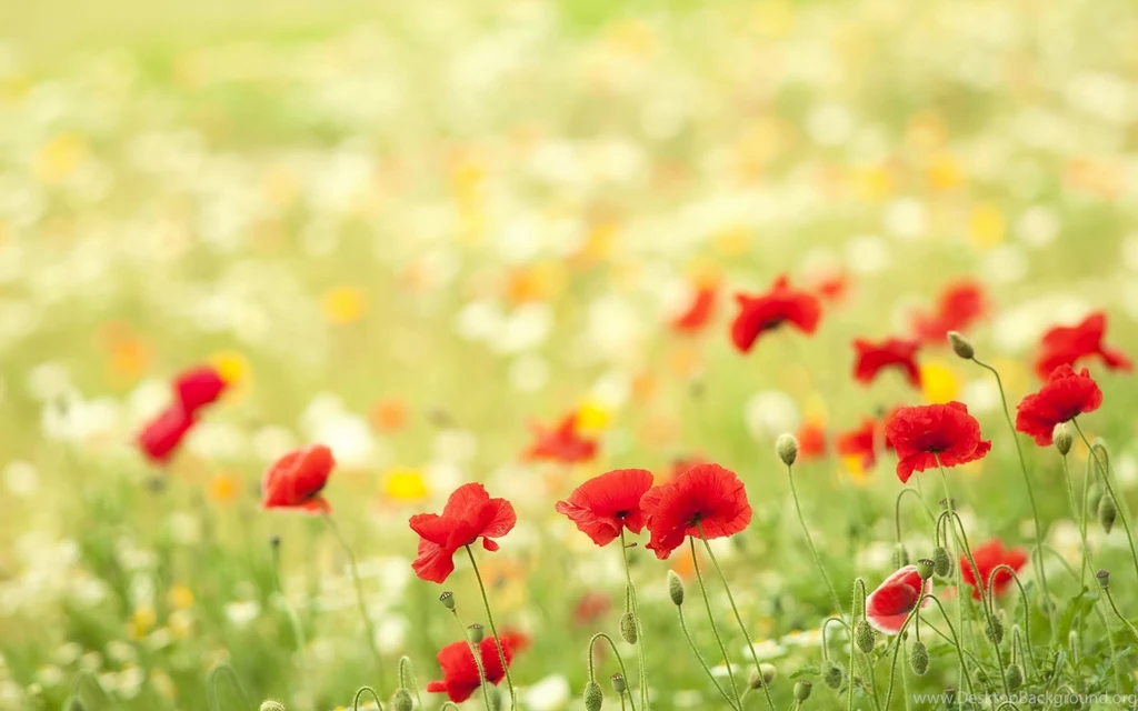 Beautiful Wallpapers Download Collection (43+)