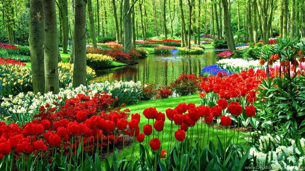 Wallpapers Beautiful Tulip Fields
