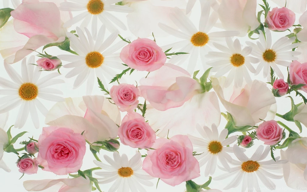 Beautiful Flower Wallpapers AWidescreen HD