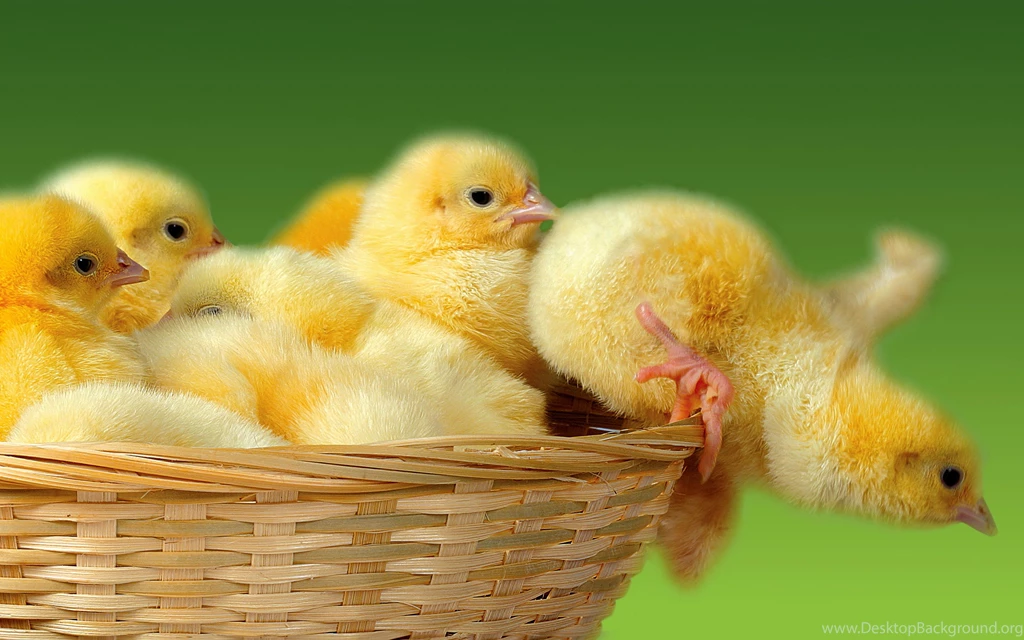 Bunch Yellow Chicks Wallpapers