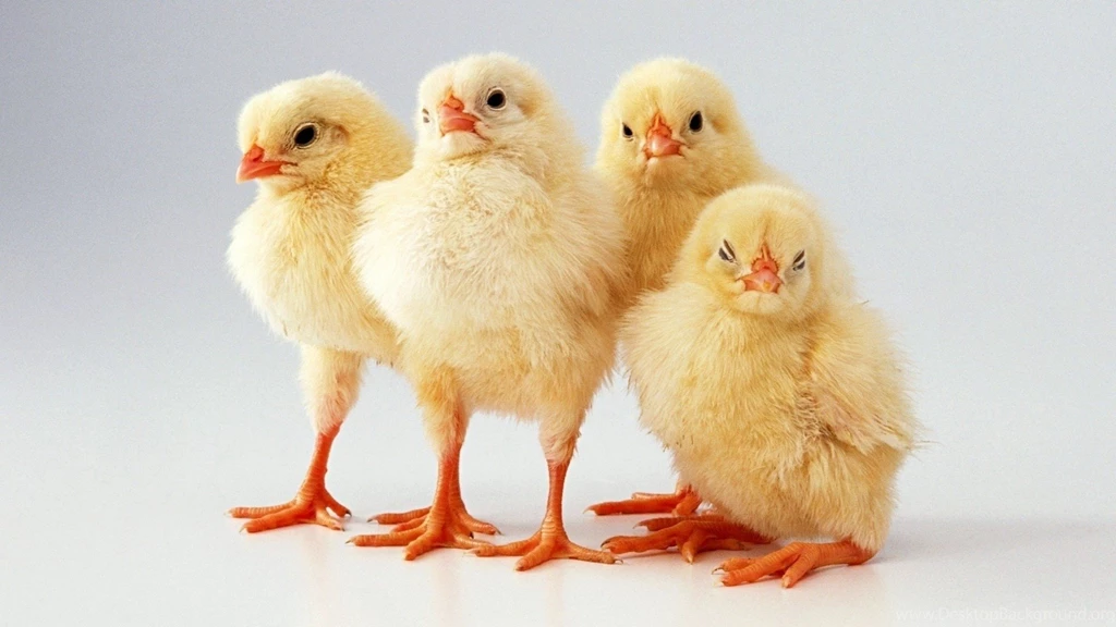 Four Yellow Chicks Wallpapers And Images   Wallpapers, Pictures ...