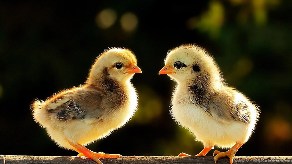 Baby Chicks HD Wallpapers