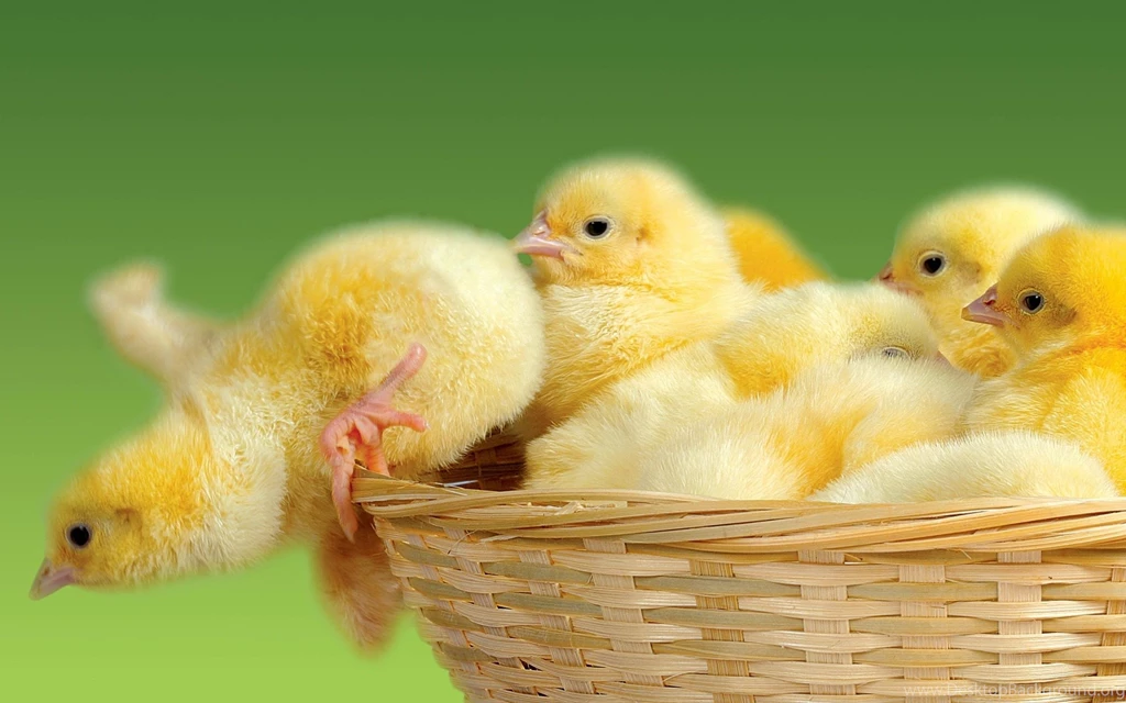 Chicks Basket Jump