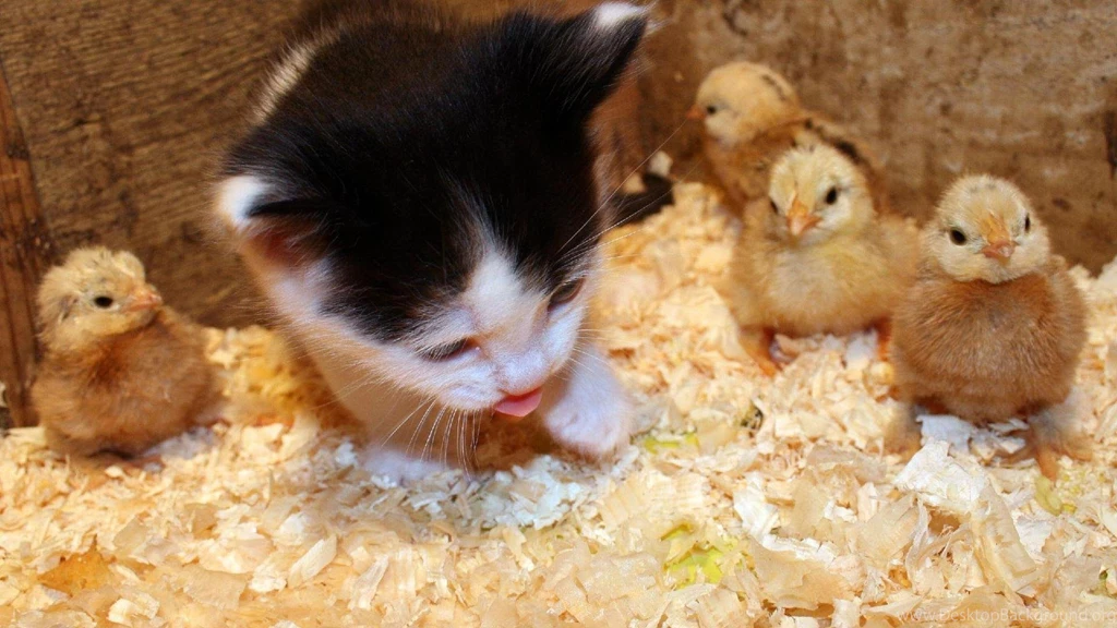 Kitten With Baby Chicks HD Desktop Wallpapers : Widescreen : High ...