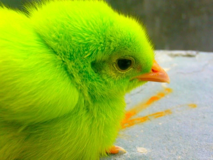 Birds Animals Chicken Chicks Baby Birds 1600x1067 Wallpapers High ...