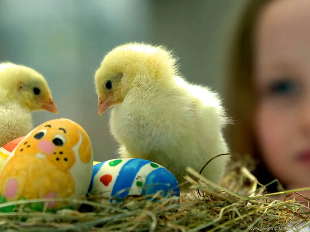 Wallpaper: Funny Chicks Wallpapers