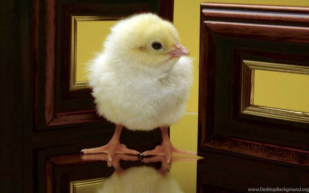 Free Cute Easter Day Chick Wallpapers Wallpapers Wallpapers   HD ...