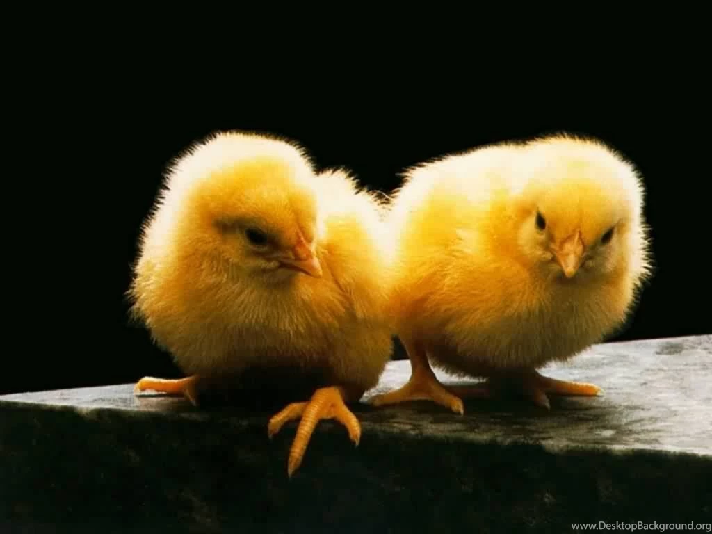7 Cute Easter Chicks Desktop Wallpapers