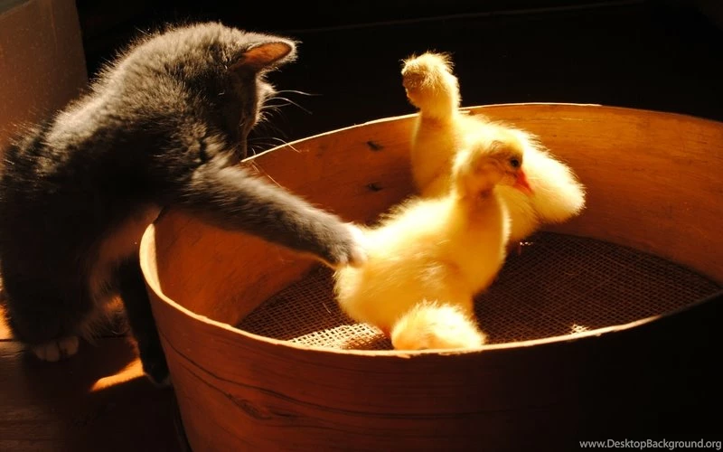 Cats,kittens Cats Kittens Chicks Chickens Flowerpot Baby Birds ...