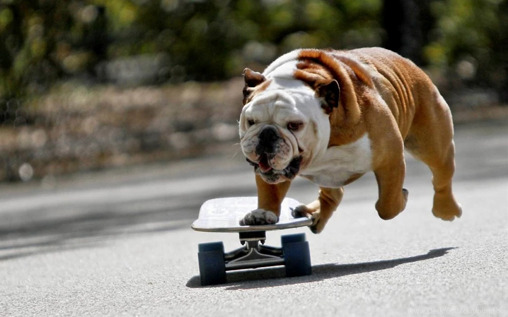 Top 1000 Wallpapers Blog: Free Skateboard Wallpapers