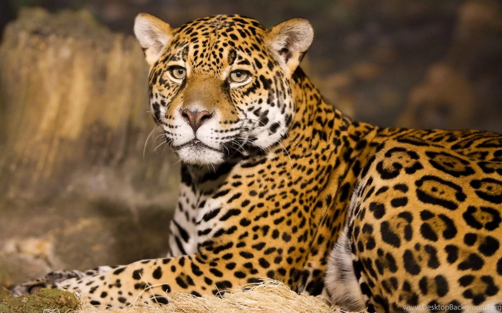 Leopard Wallpapers Wide