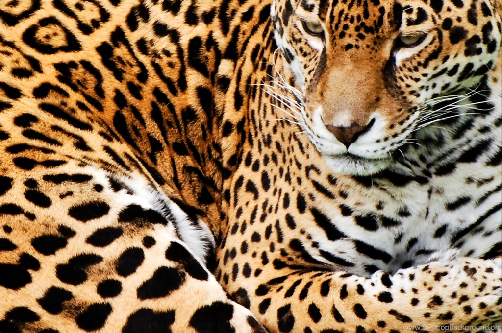 HD Cool Leopard Skin Wallpapers Full Size HiReWallpapers 3532