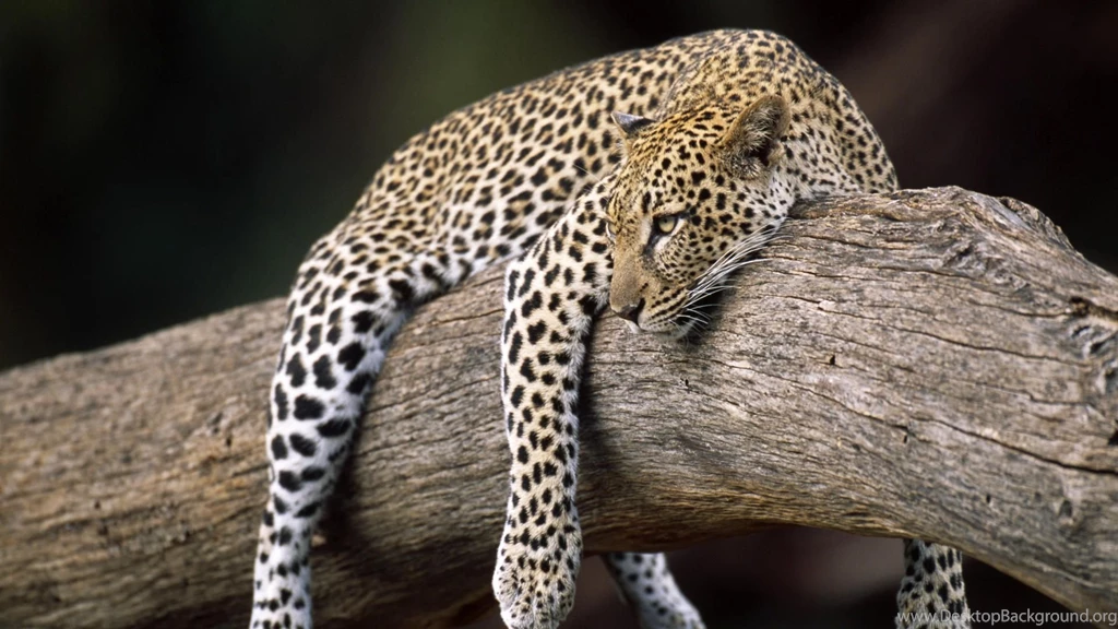 Lazy Leopard Wallpapers MixHD Wallpapers