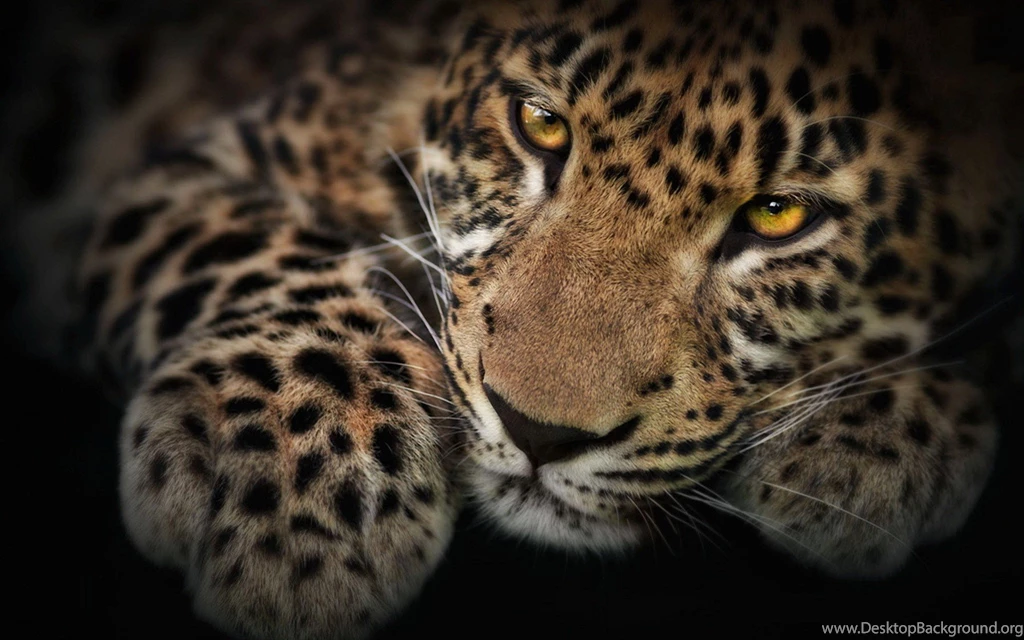 Leopard Wallpapers High Definition Kjl007 – Wallpaperjosh