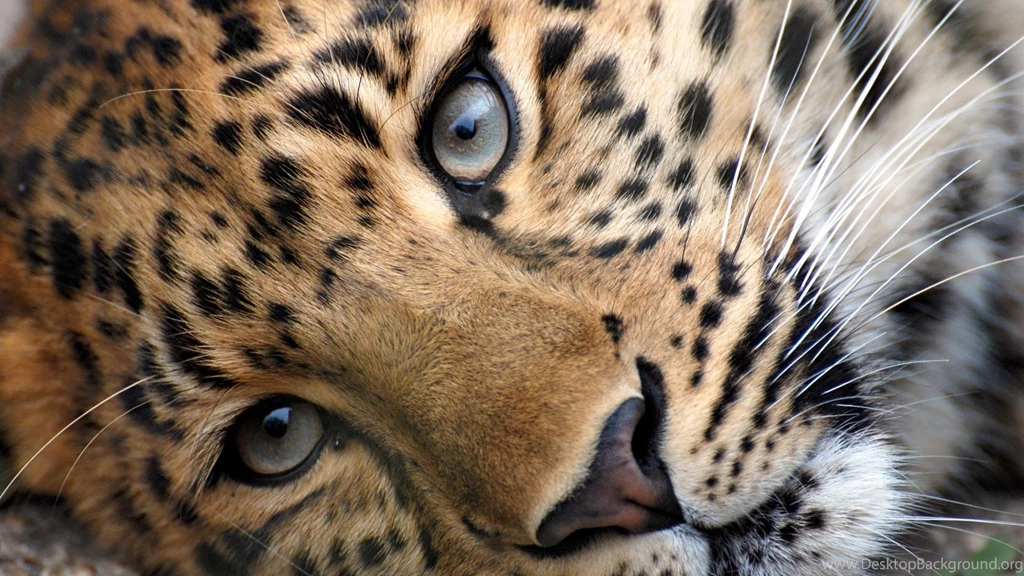 Leopard Wallpapers / 1920x1080
