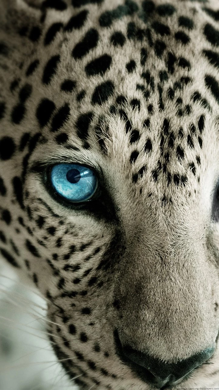 HD Best Leopard Wallpapers For IPhone, Tablet, Smartphone Full Size ...