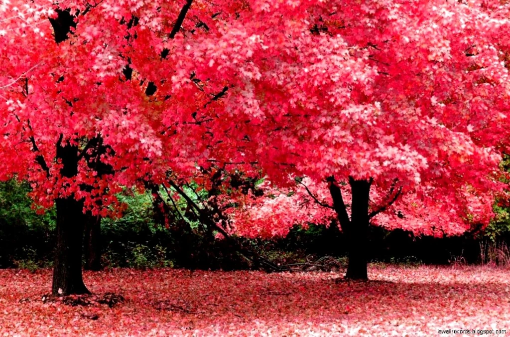 Nature Wallpapers For Desktop Backgrounds Full Screen – Valentine ...