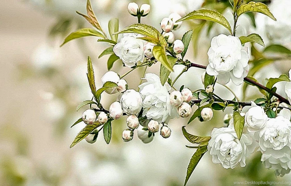 White Wallpapers Fullscreen Desktop