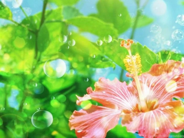 Flowers Wallpapers Desktop Backgrounds Full Screen   Flowers : Tree ...