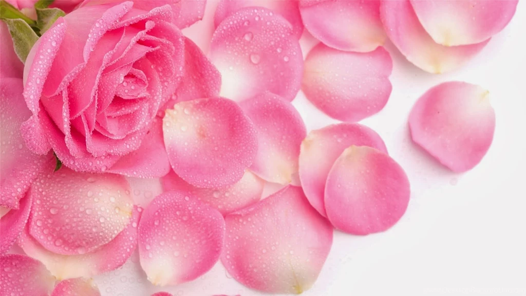 Cute Wallpapers For Desktop Backgrounds Full Screen