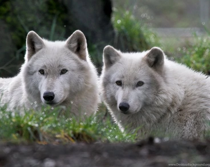 Free White Wolves Wallpapers Download The Free White Wolves ...