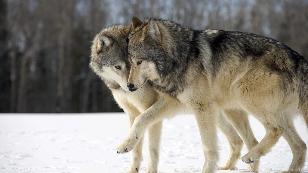 High Resolution Wolf 1920×1080 Wallpapers Full Size SiWallpaperHD ...