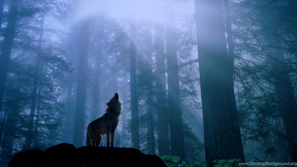 HD Roaring Wolf Moon HD 1080p Wallpapers Full Size HiReWallpapers ...