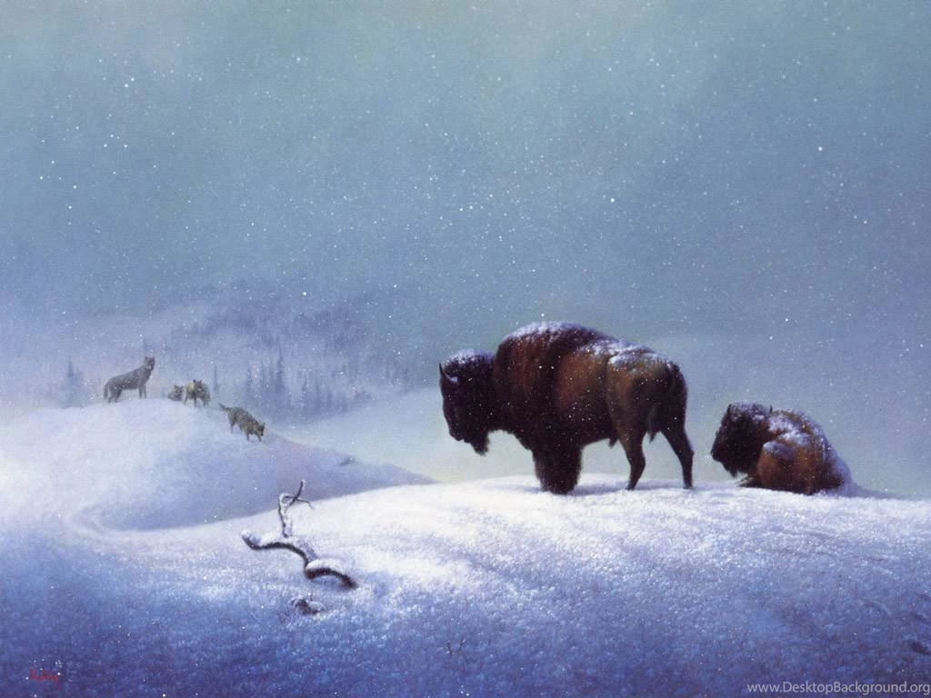 Buffalo Wallpapers