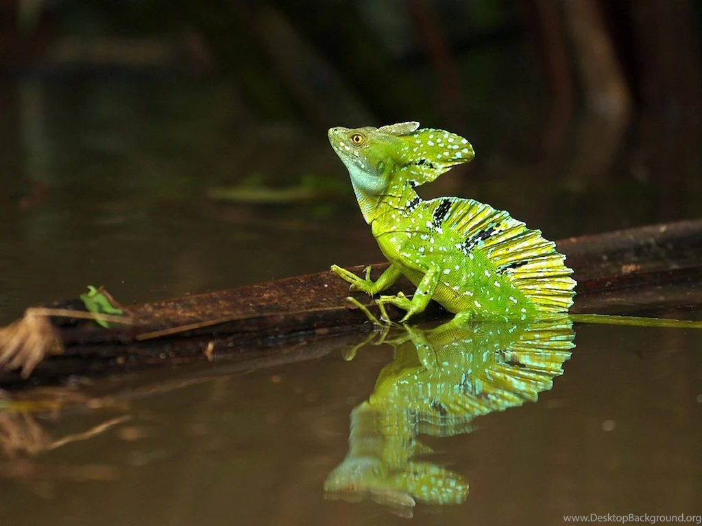 Nature Wallpapers Reptiles