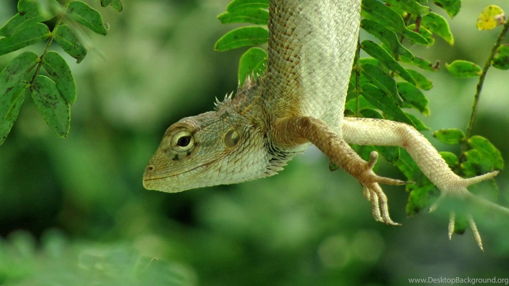 Reptiles Wallpapers