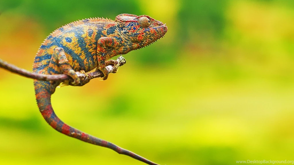 Amazing Nature, Reptiles, 1920x1080 HD Wallpapers And FREE Stock Photo
