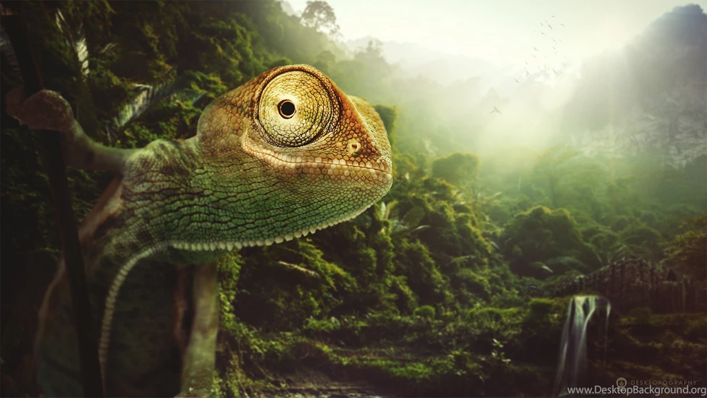 Lizards Reptile Animal Lizard Eyes Gde Fon Reptiles Wallpapers ...
