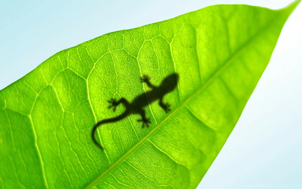 Nature Wallpapers Animals, Reptiles, Darkseagreen, Lightcyan ...