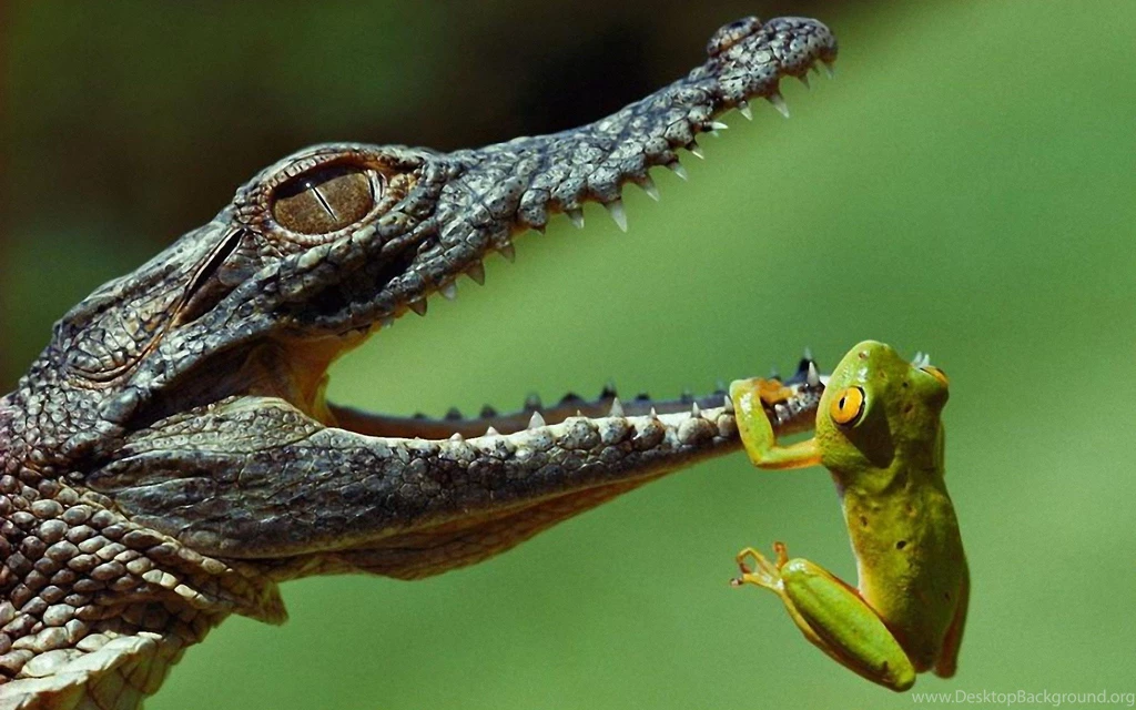 Reptiles Wallpapers