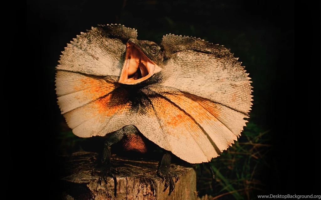Nature Wallpapers Animals, Reptiles, Black, Saddlebrown, Sienna ...